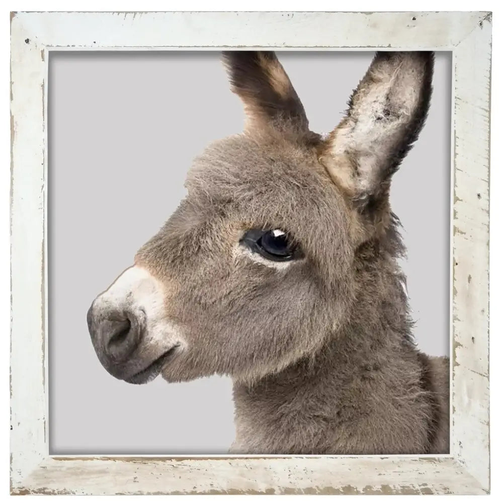 Baby Donkey