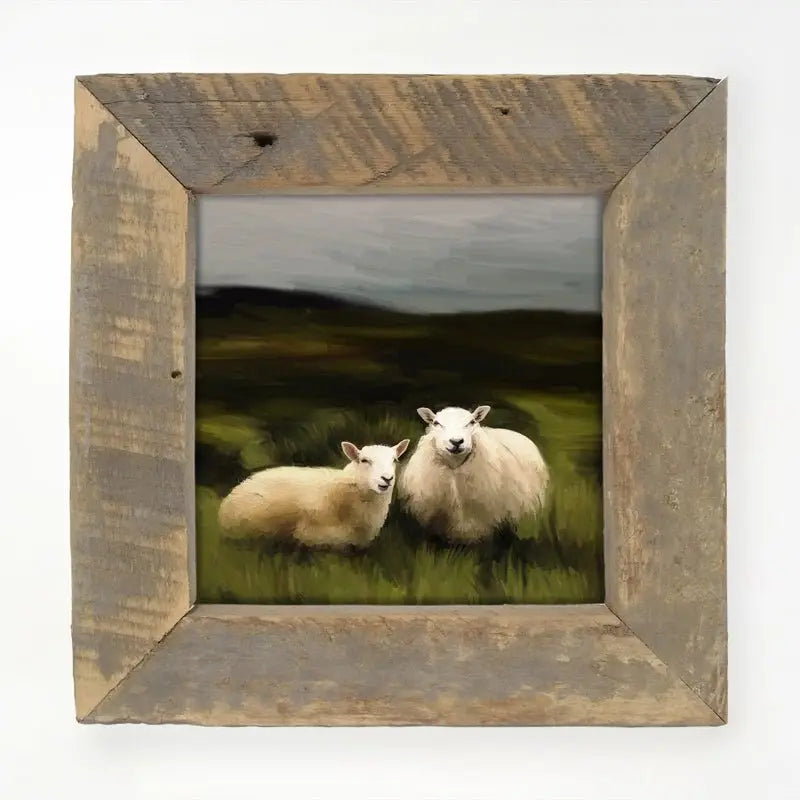 Two Sheep in A Pasture