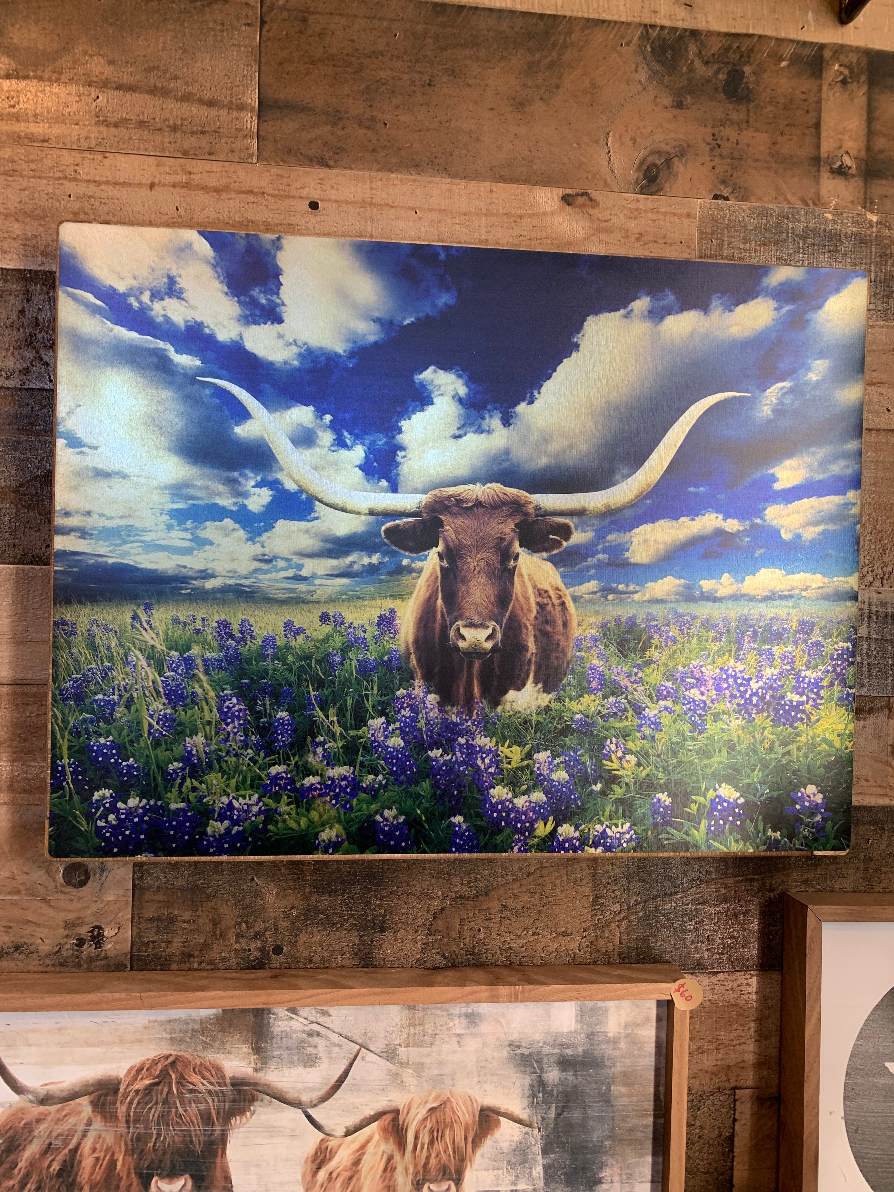 Longhorn in  Bluebonnets Wall Art