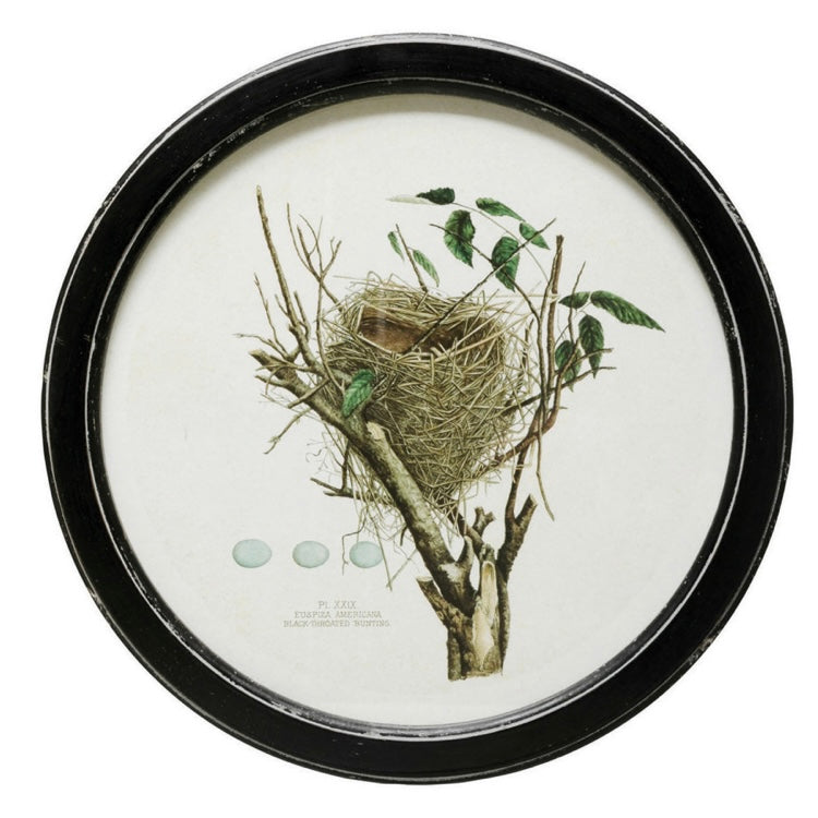 Framed Wall Decor with Nest Print